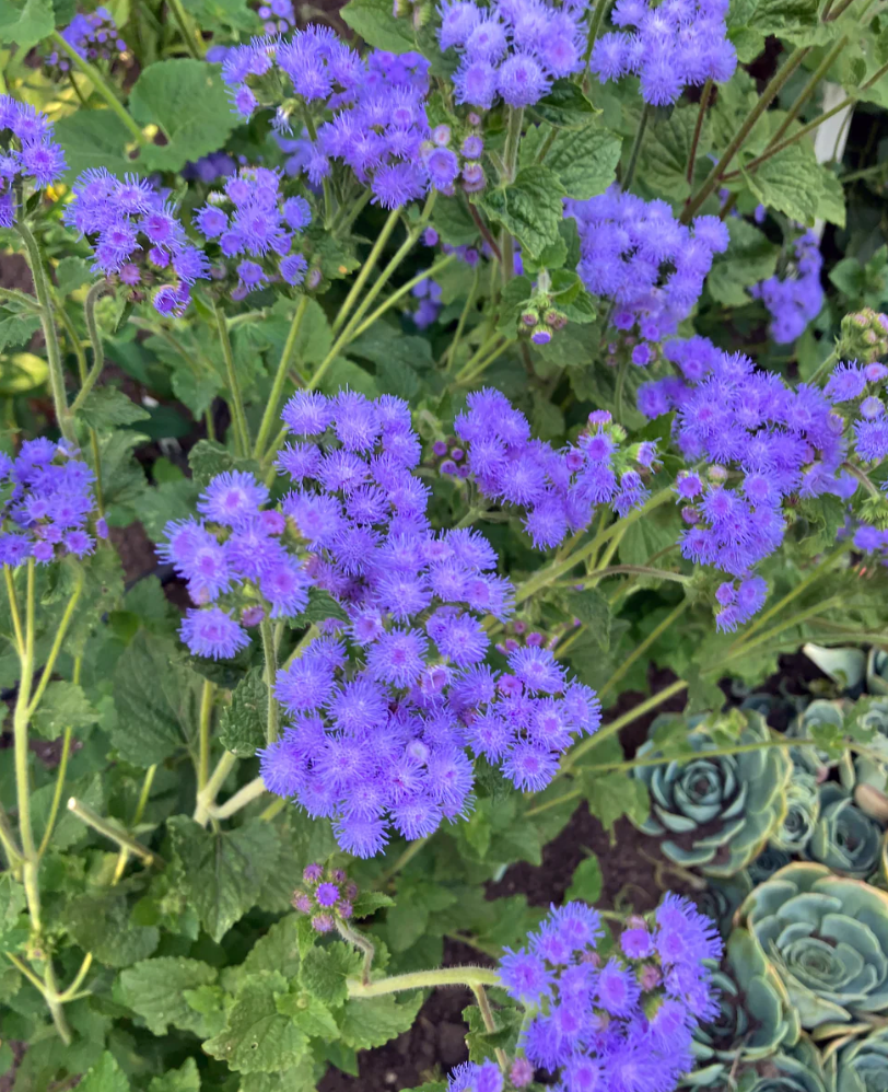 AGERATUM SUMMER SKY