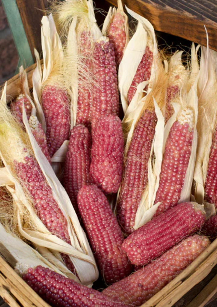 CORN PINK PEARLS MINI POPCORN