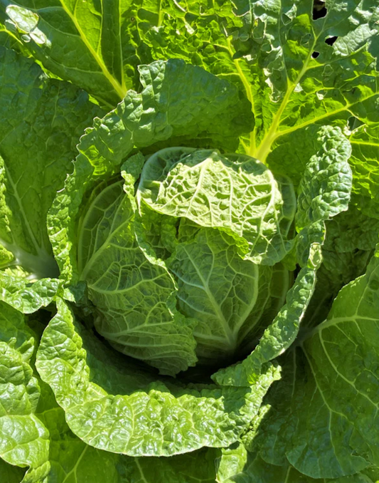 CABBAGE NAPA EMIKO
