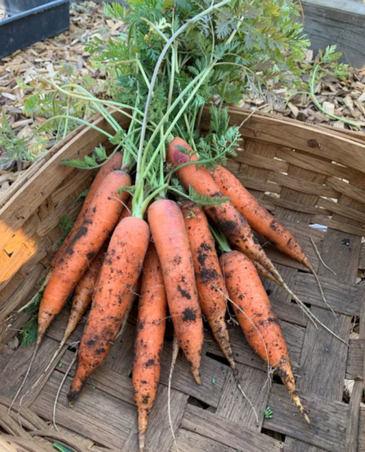 Carrot French Nantes Bolero