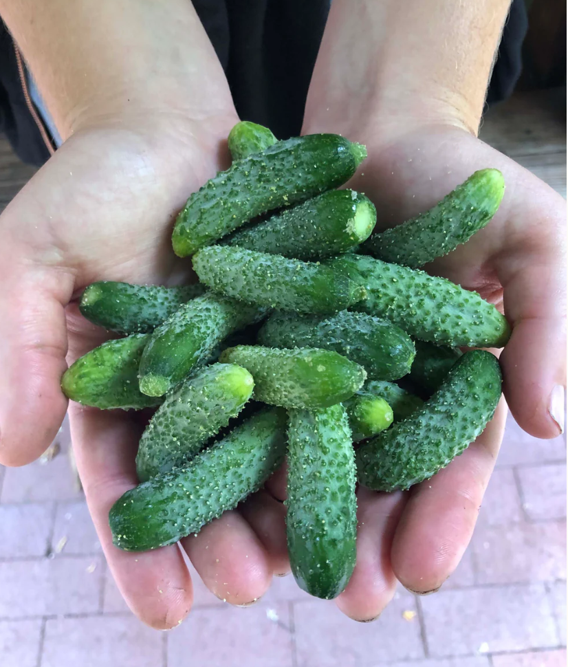 PETITE PICKLES FRENCH CORNICHON