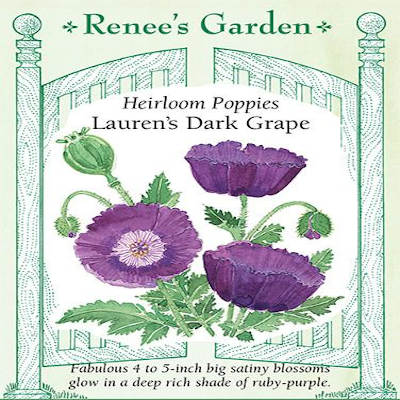 POPPY LAUREN'S GRAPE