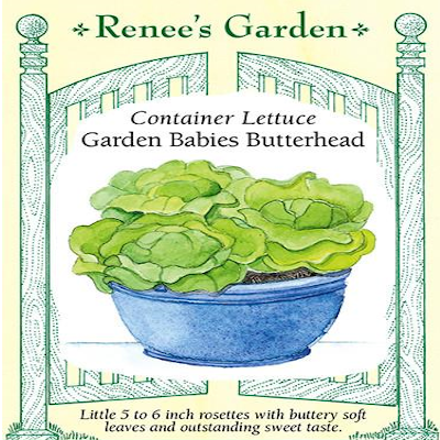 LETTUCE CONTAINER GARDEN BABIES