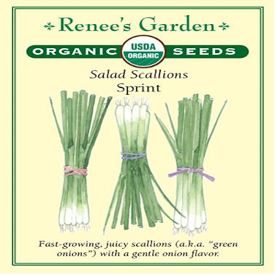 ONION SCALLIONS SPRINT ORGANIC