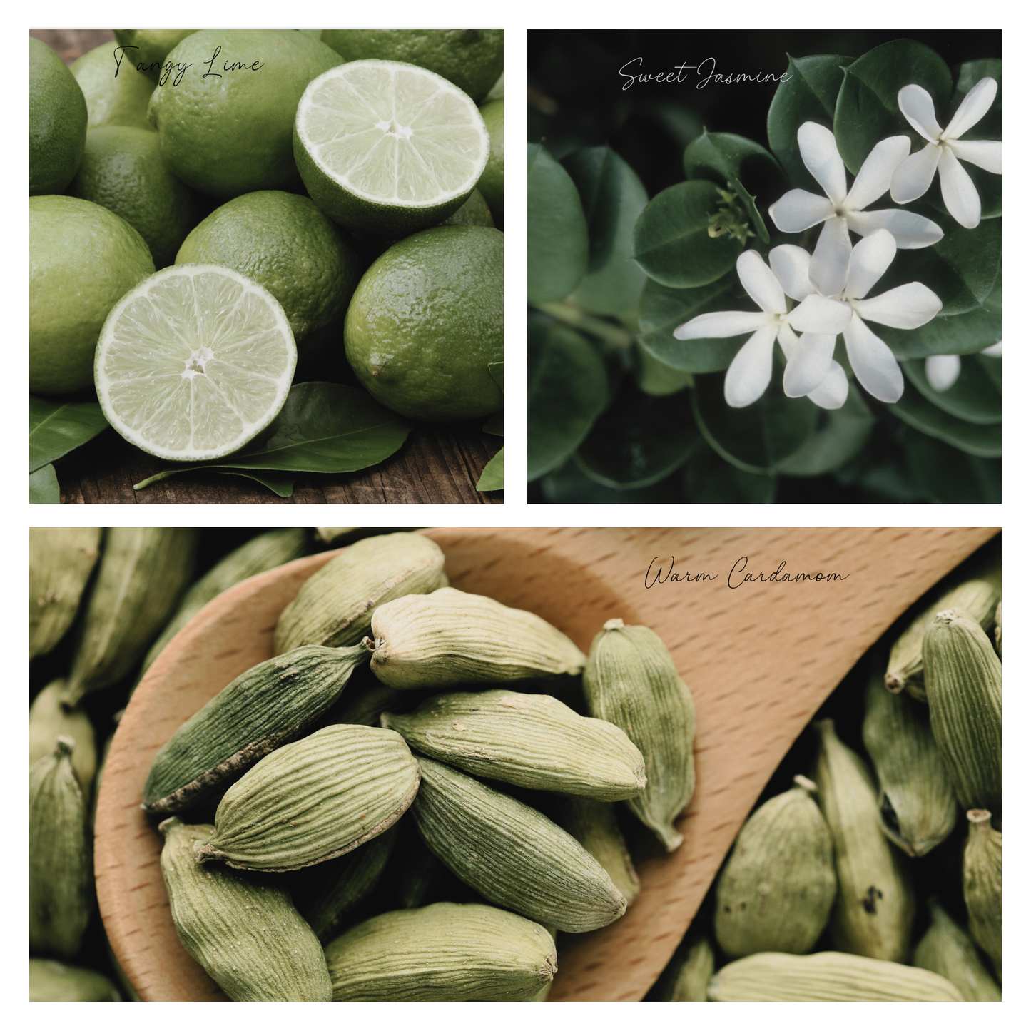 Be Cozy Simmer Wax Melt, Natural Jasmine Spice Botanical Wax Cubes