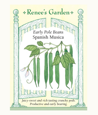 BEAN POLE SPANISH MUSICA