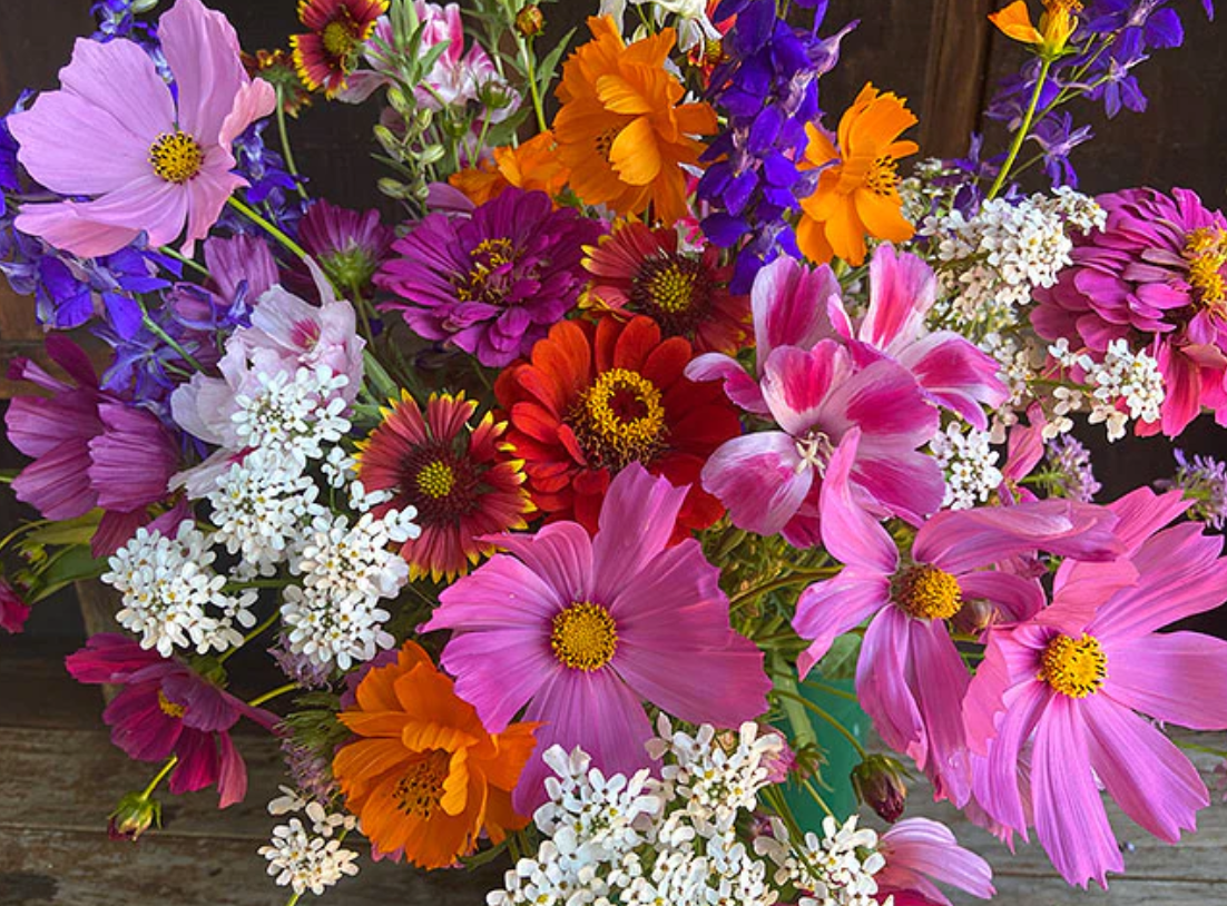 MONARCH BUTTERFLY MIX