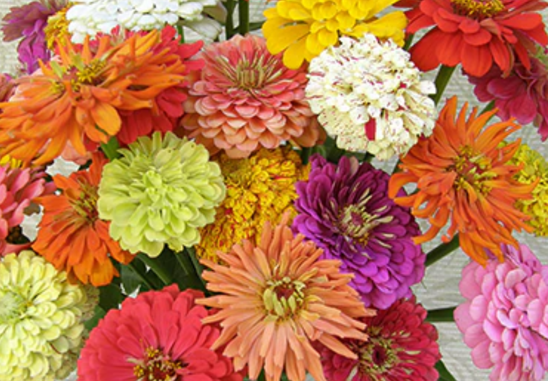 ZINNIA GRANNY'S BOUQUET