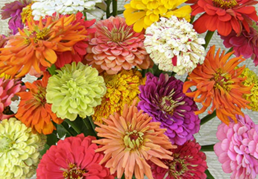 ZINNIA GRANNY'S BOUQUET