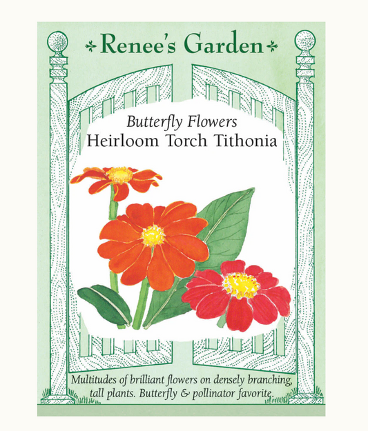 TITHONIA TORCH - MEXICAN SUNFLOWER