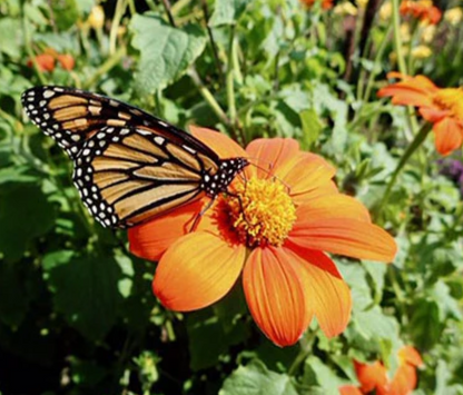 TITHONIA TORCH - MEXICAN SUNFLOWER