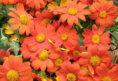 TITHONIA TORCH - MEXICAN SUNFLOWER
