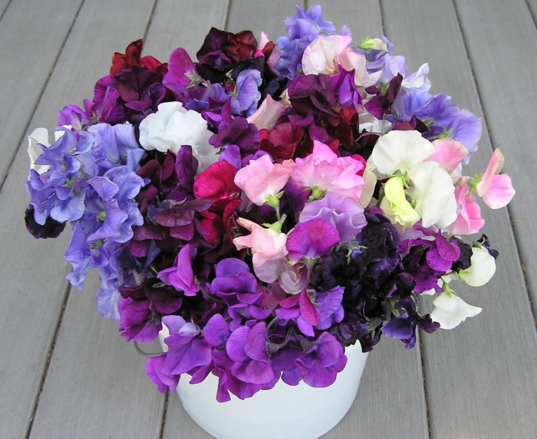 SWEET PEA SPENCER RUFFLED