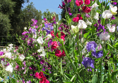 SWEET PEA SPENCER RUFFLED