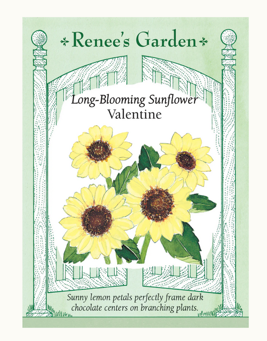 SUNFLOWER VALENTINE