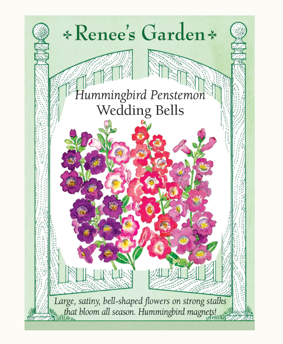 PENSTEMON WEDDING BELLS