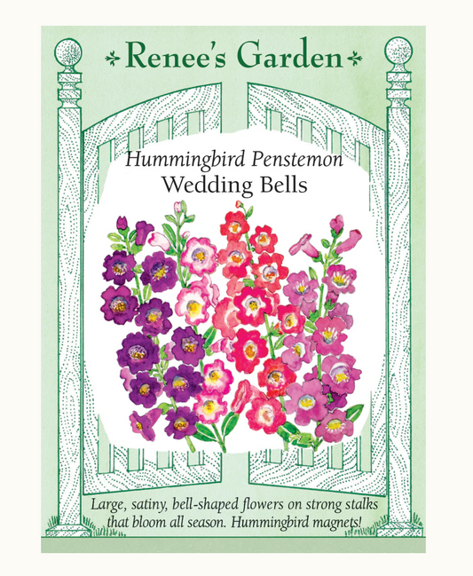 PENSTEMON WEDDING BELLS