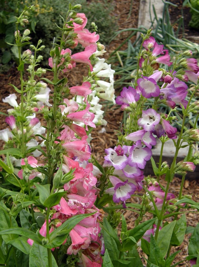 PENSTEMON WEDDING BELLS