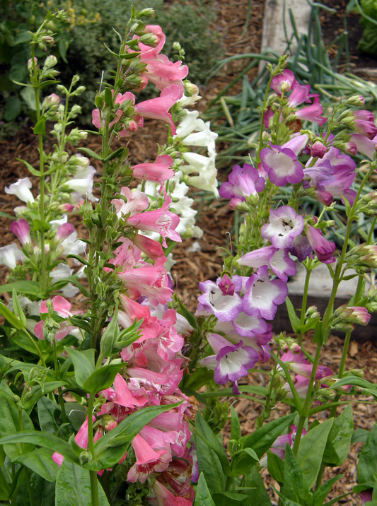 PENSTEMON WEDDING BELLS