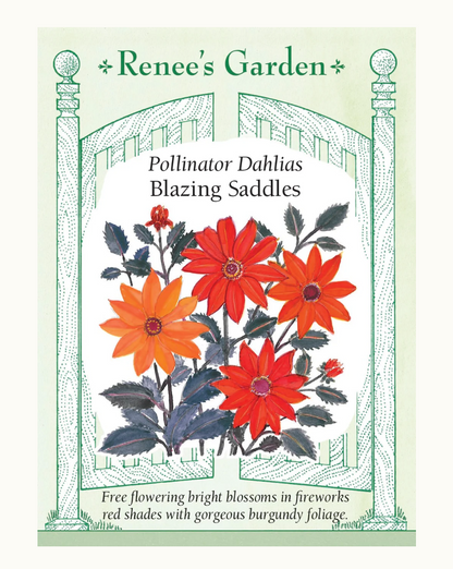 DAHLIA BLAZING SADDLES