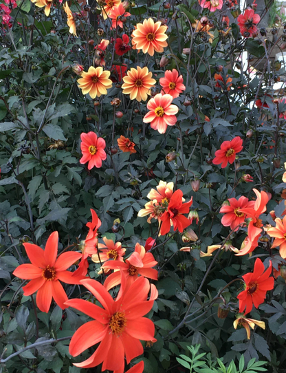 DAHLIA BLAZING SADDLES