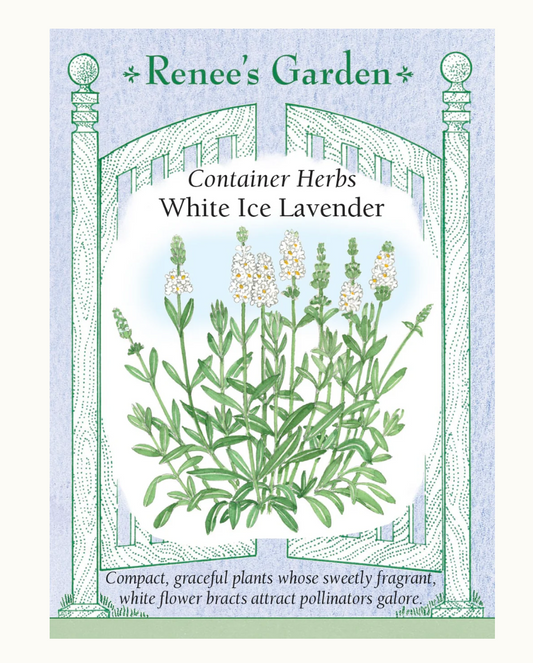 LAVENDER WHITE ICE CONTAINER