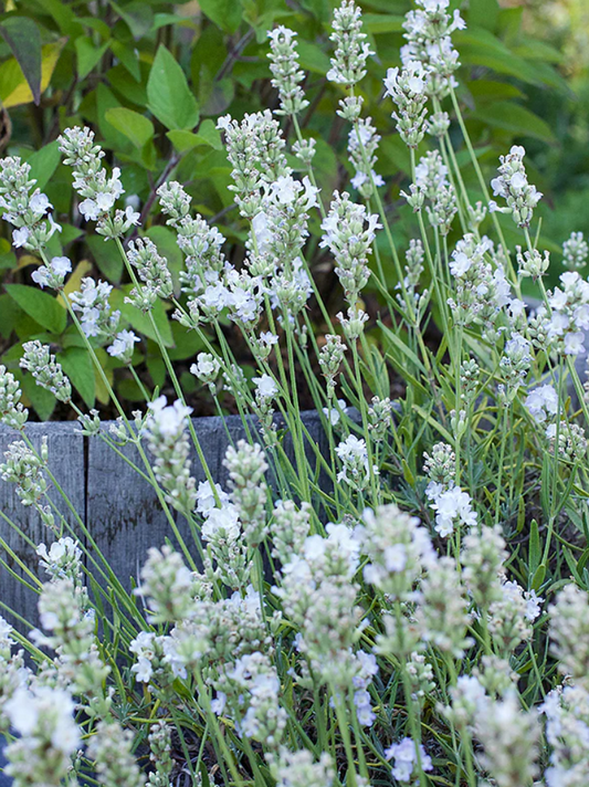 LAVENDER WHITE ICE CONTAINER