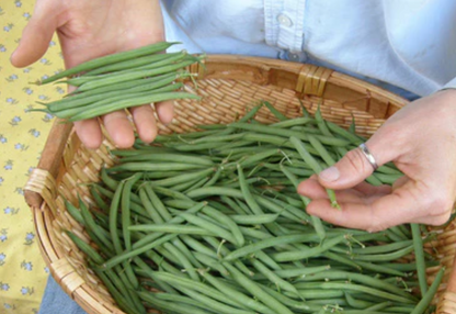 BEAN BUSH NICKEL FILLET