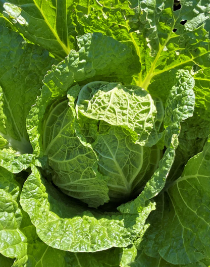 CABBAGE NAPA EMIKO