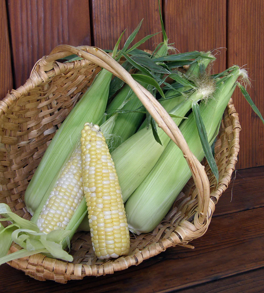 Corn Luscious Bicolour Organic