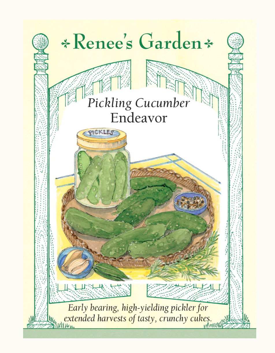 PICKLING CUCUMBER Endeavor