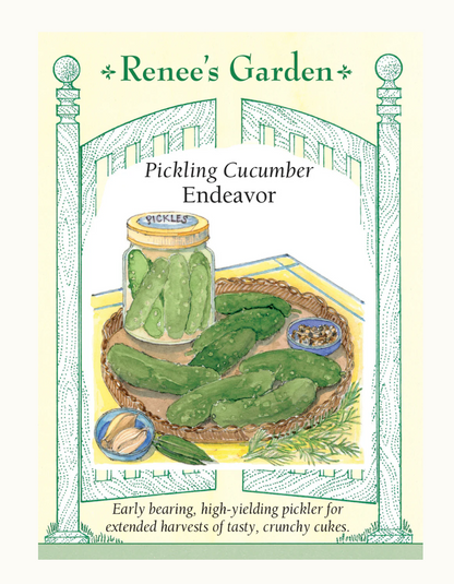 PICKLING CUCUMBER Endeavor