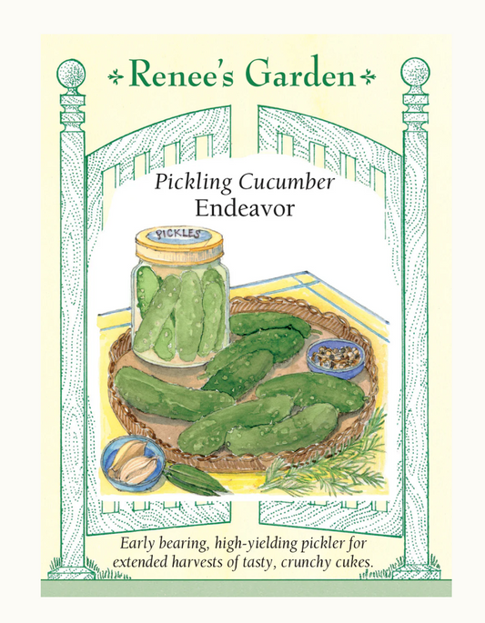 PICKLING CUCUMBER Endeavor