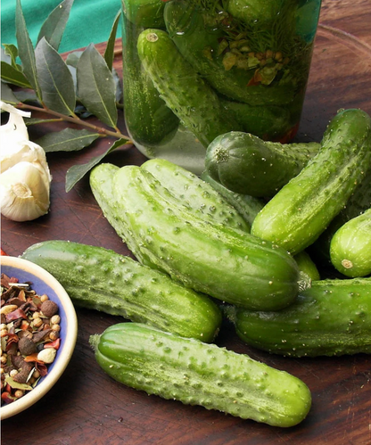 PICKLING CUCUMBER Endeavor