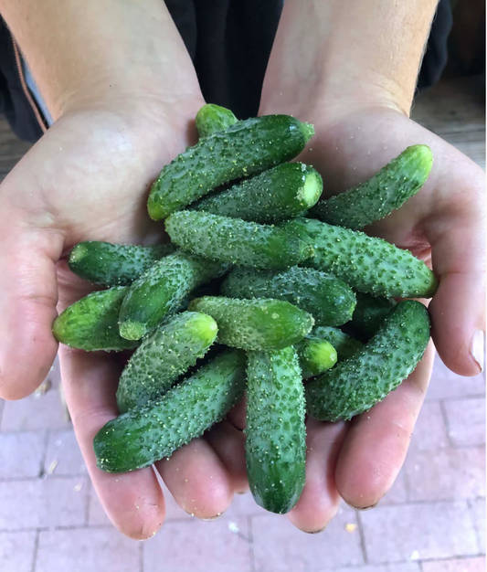 PETITE PICKLES FRENCH CORNICHON
