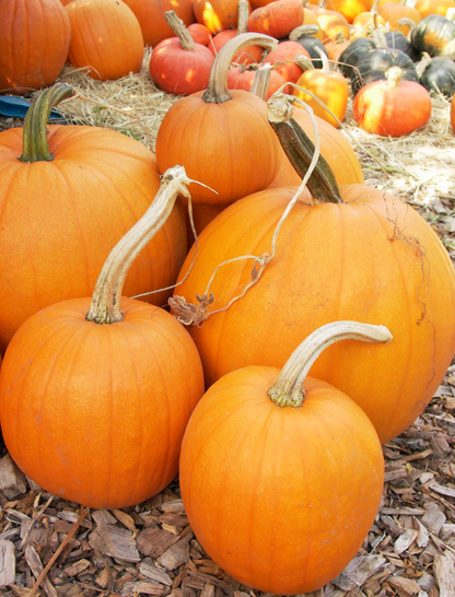 Pumpkin Autumn Gold & Spookie Mix