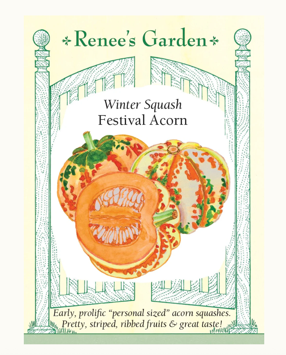 Winter Squash Festival Acorn