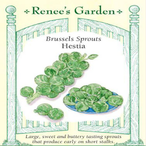BRUSSELS SPROUTS HESTIA