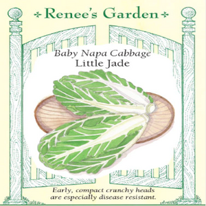 BABY NAPA CABBAGE LITTLE JADE