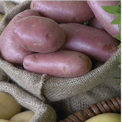 Norland seed potatoes