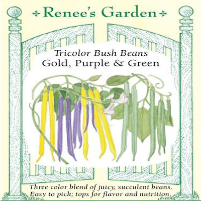 BEAN BUSH TRICOLOR