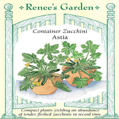 SQUASH ZUCCHINI CONTAINER ASTIA
