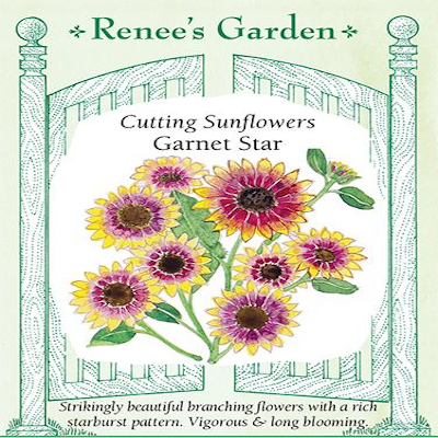 SUNFLOWER GARNET STAR