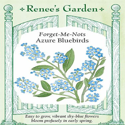 FORGET-ME-NOTS AZURE BLUEBIRDS