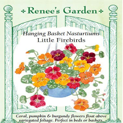 NASTURTIUM CONTAINER LITTLE FIREBIRDS